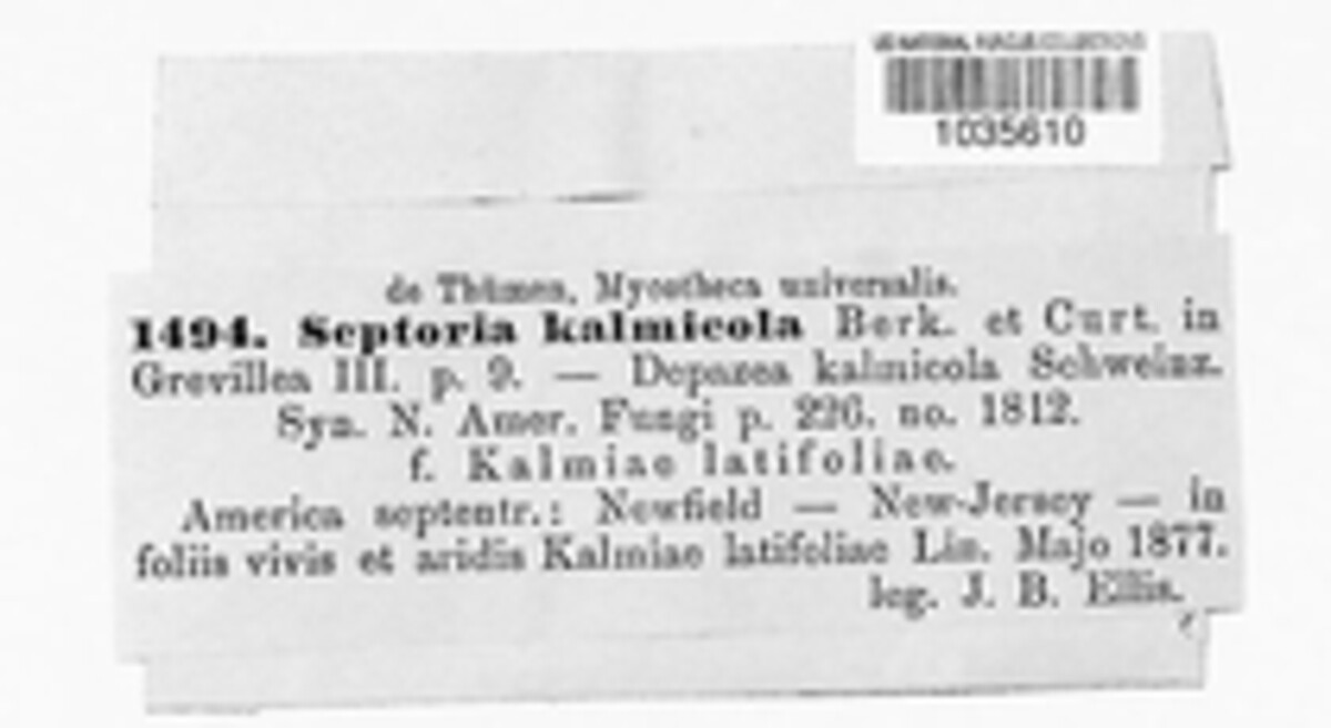 Asteromella kalmicola image